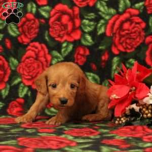 Comet, Mini Goldendoodle Puppy